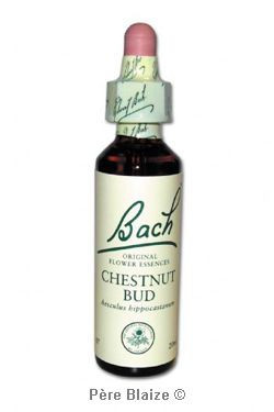 Chestnut bud - 20 ml - FLEURS DE BACH ORIGINAL - NELSONS