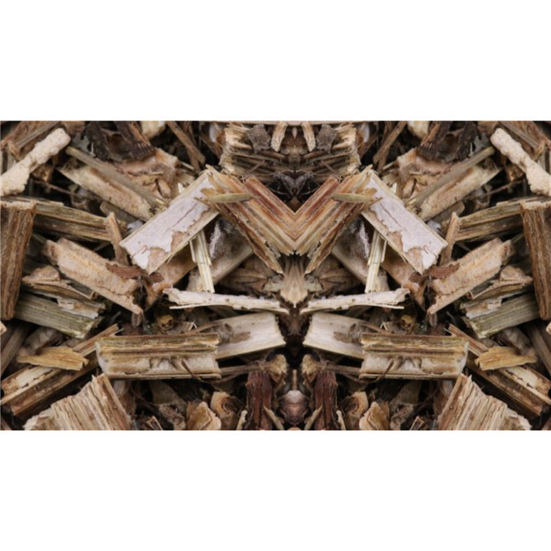 Berce - plante - PÈRE BLAIZE