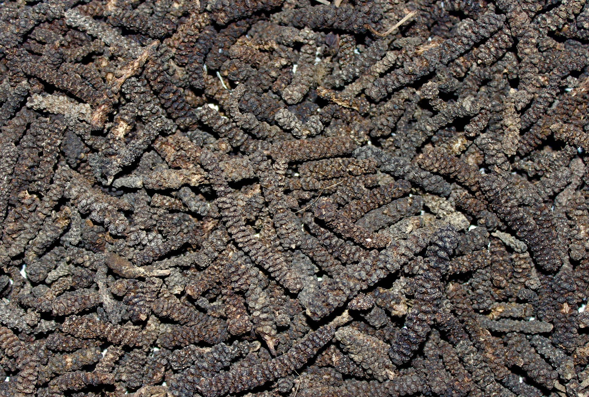 Poivre Long - 50 g - PÈRE BLAIZE