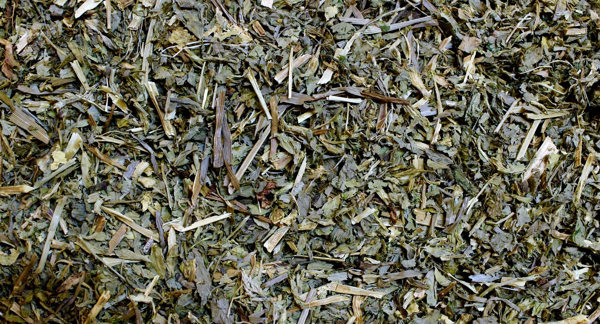 Alfalfa - Luzerne - feuille - PÈRE BLAIZE